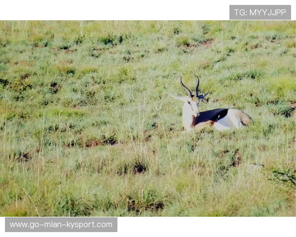 印度队击溃南非，投球表现完美，印度队击溃南非,投球表现完美吗